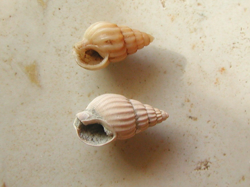 Nassariidae nel Mediterraneo